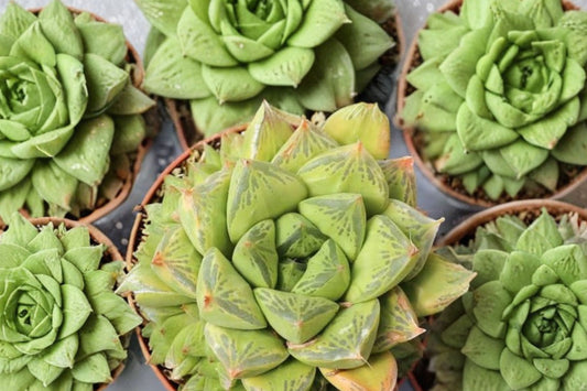 Haworthia Badia ‘Yoshiko’ – Rare Live Succulent Plant | 3.5 Inches | Korean Succulent Cluster | Collector Plant | Bare Root