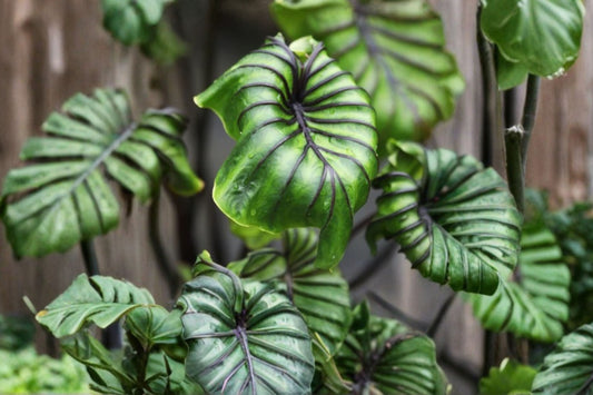Pharaoh’s Mask Colocasia – Live Plant | 4 Inch Pot | Dramatic Elephant Ear Foliage | Tropical Perennial | Patio & Container Friendly