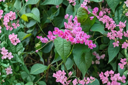 Mexican Creeper Coral Vine – 2 Live Starter Plants | 4–6 Inches Tall | Fast Growing Tropical Flowering Vine | Pink Flowers | No Pot
