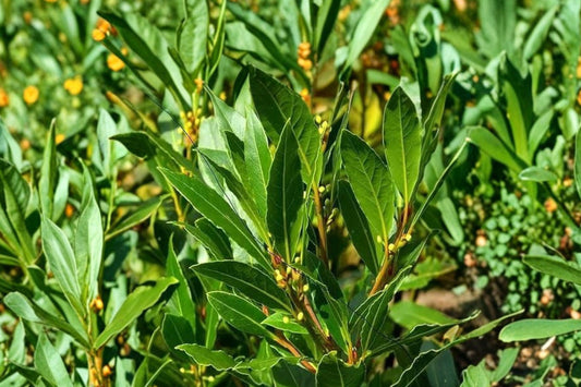 Bay Laurel – 2 Live Herb Plants | Well Rooted Starter Plants | Laurus nobilis | Culinary Bay Leaf Herb | Outdoor & Container Friendly | No Pot