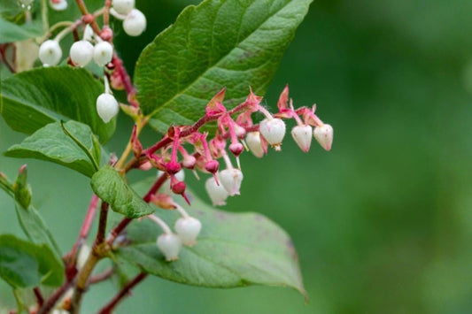 Salal Berry Bush – 2 Live Plants | 3 Inch Pots | Gaultheria shallon | Edible Berry Shrub | Shade Loving Evergreen | Woodland Garden Plant