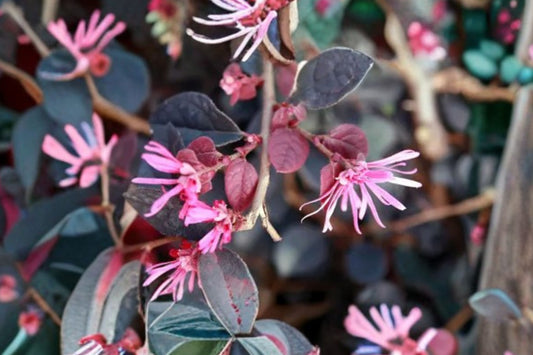 Loropetalum ‘Plum Delight’ – 40 Live Starter Plants | 2 Inch Plants | Purple Evergreen Shrub | Pink Fringe Flowers | Landscape Hedge & Border Plant