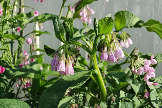 Russian Comfrey Bocking #4 – 2.5 Lbs Live Root Crowns | Organically Grown | Symphytum × uplandicum | Permaculture & Compost Garden Plant