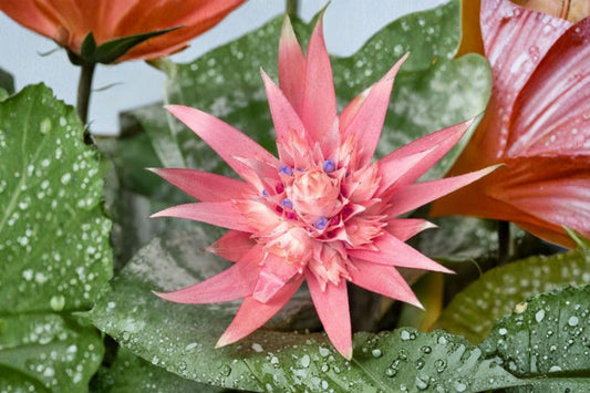 Aechmea Fasciata Bromeliad – Live Silver Vase Starter Pup | 1 Young Plant | Silver Foliage | Tropical Indoor & Outdoor Plant | No Pot