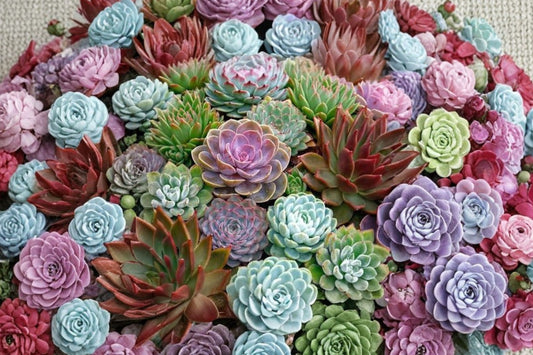 Echeveria ‘Icarus’ – Rare Live Succulent Plant | 3–3.5 Inches | Clustering Rosette | Mint Green & Pink Tips | Bare Root | Succulent Gift