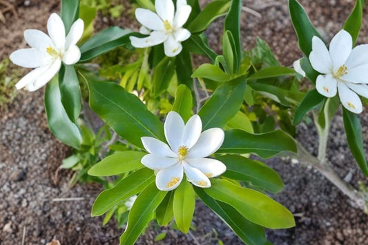 Sweetbay Magnolia – Live Ornamental Tree | Gallon Pot | Fragrant White Flowers | Evergreen to Semi-Evergreen | Landscape & Garden Tree