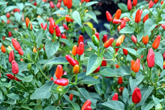 Pequin Chili Pepper – Live Heirloom Hot Pepper Plant | Capsicum annuum | Organic Grown Vegetable Starter | Spicy Edible Garden Plant | Container Friendly