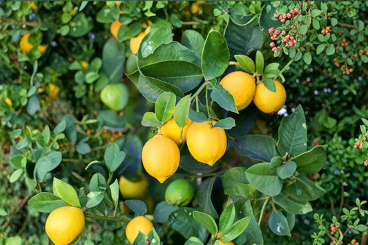 Citrus Tree Seedling – Live Rooted Plant | Approx. 5 Inches Tall | Indoor & Patio Citrus Starter | Seed Grown Fruit Tree | Easy to Grow