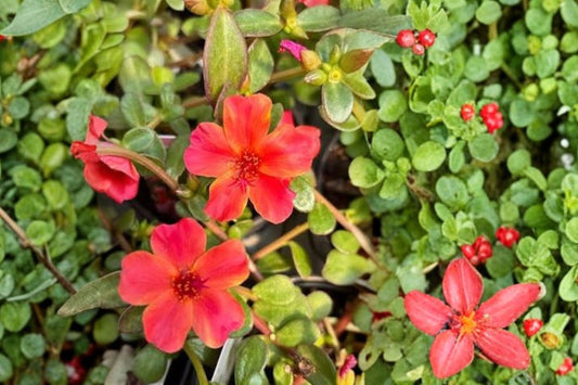 Purslane – Live Fresh Cutting | Edible Groundcover Plant | Living Mulch | Food Forest & Permaculture Plant | Fast Growing Garden Green