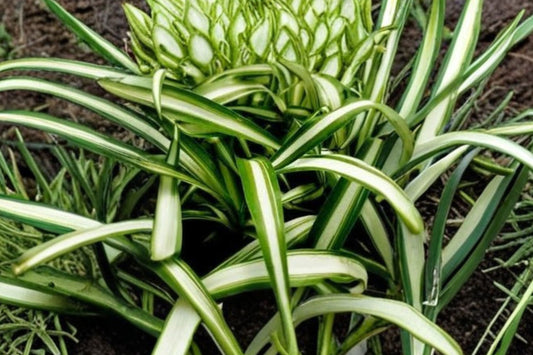 Spider Plant – Live Healthy Houseplant | Fast Growing Indoor Plant | Easy Care Greenery | Beginner Friendly | Air Purifying Houseplant