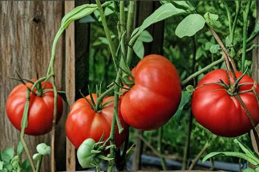 Big Boy Tomato Plants – Lot of 3 Live Young Plants | 6–10+ Inches Tall | 60+ Days Old | Large Slicing Tomato | Vegetable Garden Plants