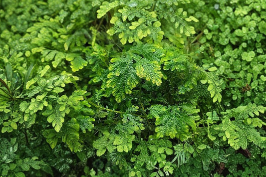 Selaginella emmeliana Spikemoss – Live Rooted Terrarium Plant | 2 Inch Pot | Tropical Groundcover | Humidity Loving Plant | Vivarium Friendly