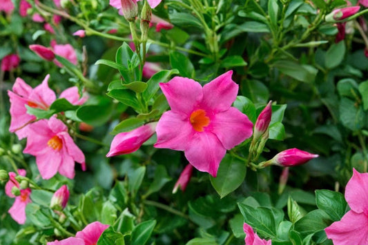 Pack of 2 Pink Mandevilla Plants – Live Flowering Vine | 4–6 Inches Tall | Tropical Climbing Plants | Patio & Container Friendly | No Pot