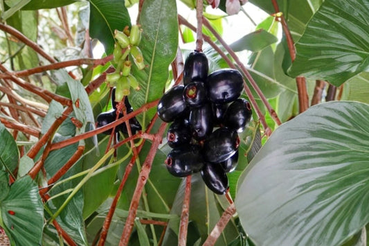Black Java Plum Tree – Syzygium cumini Live Plant | 6–10 Inches Tall | Cây Trái Trâm | Tropical Fruit Tree Starter | Patio & Container Friendly