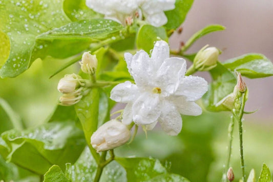 White Arabian Jasmine ‘Grand Duke of Tuscany’ – Live Starter Plant | 2–3 Inches Tall | Very Fragrant White Flowers | Indoor & Patio Jasmine | No Pot