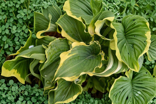 Hosta ‘Voices in the Wind’ – Live Potted Plant | 2.5 Inch Pot | Blue Green & Cream Variegated Foliage | Shade Perennial | Dormant Plant