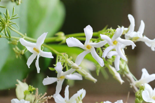 Star Jasmine – 6+ Live Organic Cuttings | Approx. 6 Inches | Fragrant White Flowers | Indoor & Outdoor Climbing Vine | Pollinator Friendly