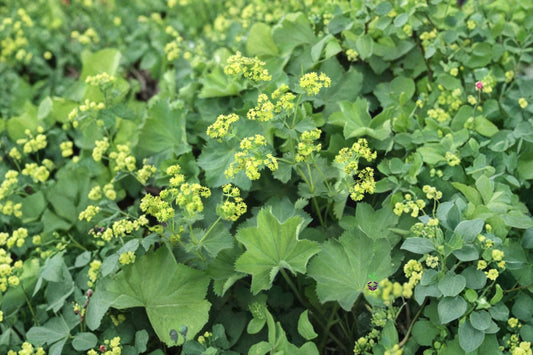 Alchemilla ‘Thriller’ Lady’s Mantle – Live Well Rooted Plug Plant | 2–4 Inches Tall | Hardy Perennial | Chartreuse Flowers | Cottage Garden Friendly