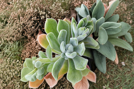Echeveria Pulvinata Cristata ‘Frosty’ – Live Succulent Plant | 4 Inch Pot | Silvery Green Crested Echeveria | Indoor & Patio Plant | Easy Care