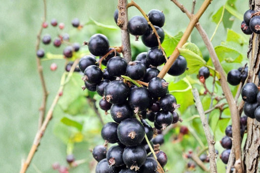 Consort Black Currant – Live Fruit Plant | 1 Gallon Size | 12–16 Inches Tall | Bareroot Shipped | Edible Berry Bush | Cold Hardy Garden Shrub