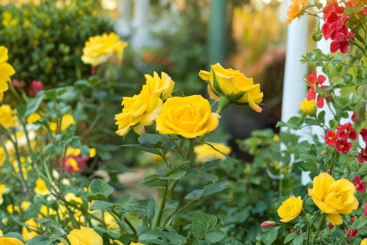 Yellow Doll Mini Rose Bush – Live Rose Plant | 6 Inch Container | Deep Yellow to Cream Double Blooms | Fragrant Landscape Rose | Easy to Grow