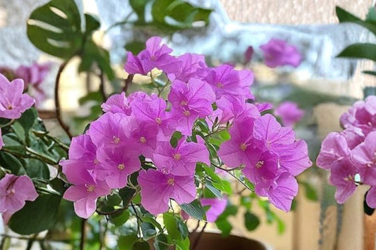 Vera Deep Purple Bougainvillea – Live Well Rooted Starter Plant | Shipped in Pot | Vibrant Tropical Flowering Vine | Patio & Container Friendly | USA Grown