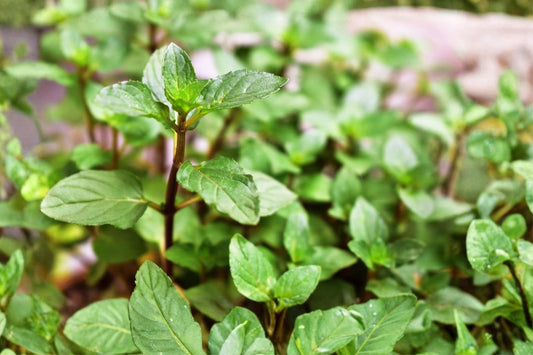 2 Wrigley’s Spearmint – Live Rooted Mint Plants | 4–6 Inches Tall | Rare Fragrant Herb | Fast Growing Culinary Mint | Container Garden Plant