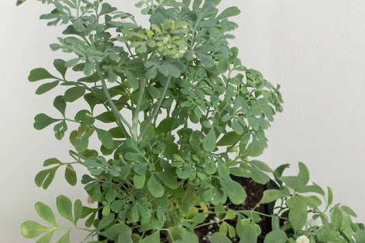 Ruda Rue Plant – Ruta Graveolens Live Herb | 4 Inch Pot | Aromatic Evergreen Herb Plant | Partial to Full Sun | Patio & Herb Garden Plant