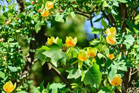 Tulip Tree – Liriodendron Tulipifera Live Plant | 6–10 Inches Tall | 1 Quart Pot | Native Fast Growing Shade Tree | Yellow Poplar