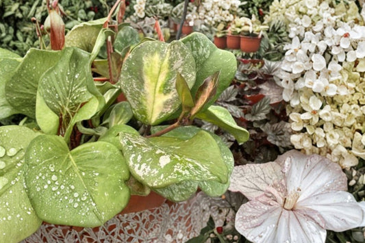 Hoya Obovata Variegated – Live Plant | 4 Inch Nursery Pot | Variegated Wax Plant | Few Leaves With New Growth | Rare Tropical Houseplant