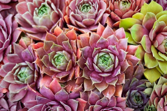 Sempervivum ‘Kalinda’ – Live Cold Hardy Succulent | Hens & Chicks Houseleek | 3.5 Inch Size | Rosette Plant | Outdoor Rock Garden Succulent