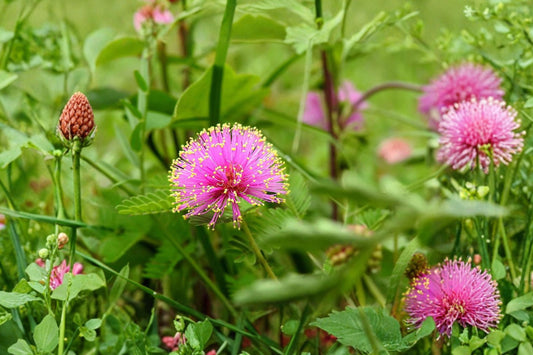 Sensitive Plant – Mimosa Pudica Live Plant | 4 Inch Pot | Touch Sensitive Leaves | Pink Purple Flowers | Interactive Tropical Houseplant