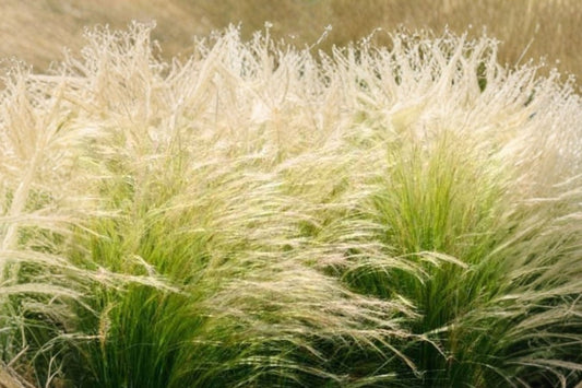 Mexican Feather Grass – 10 Live Starter Plugs | Stipa Tenuissima | Hardy Ornamental Grass | Fine Wispy Foliage | Landscape Border Plants