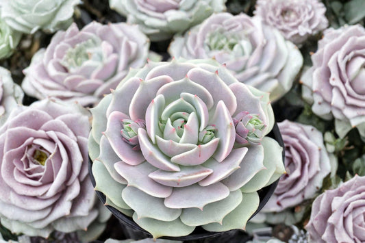 Echeveria ‘Lola’ – Live Succulent Plant | 5 Inch Cluster | Rare Rosette Succulent | Bare Root Collector Plant | Indoor & Patio Friendly