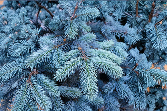 2 Colorado Blue Spruce Trees – Live Saplings | 3 Inch Pots | Evergreen Conifer Seedlings | Picea Pungens | Hardy Landscape Trees