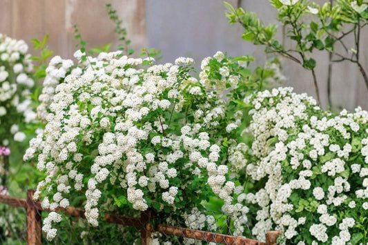 Bridal Wreath Spirea – Live Bare Root Plant | 6–18 Inches Tall | Hardy White Flowering Perennial Shrub | Spring Blooming Hedge Plant