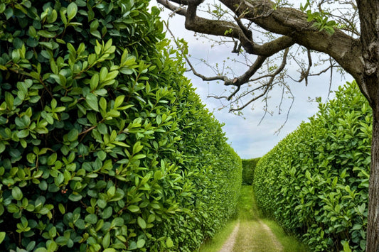 5 Privet Hedge Plants – Ligustrum Live Bare Root Plants | Fast Growing Privacy Screen | Evergreen Hedge | White Flowering Landscape Shrubs