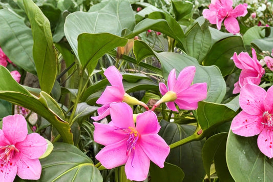 Medinilla Apoensis ‘Philippine Pink’ – Live Flowering Plant | Rare Tropical Starter Plant | Pink Lavender Purple Blooms | Collector Houseplant