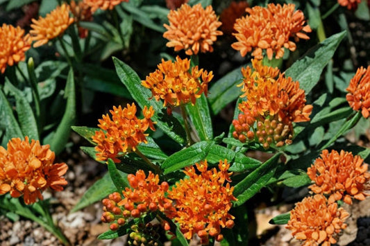 2 Orange Milkweed Plants – Live Butterfly Plants | 4–6 Inches Tall | Orange Flowering Perennial | Pollinator & Monarch Garden Plants