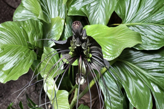 Black Bat Flower – Tacca Chantrieri Live Plant | 5–9 Inches Tall | Tropical Black Bat Plant | Exotic Flowering Houseplant | Rare Collector Plant