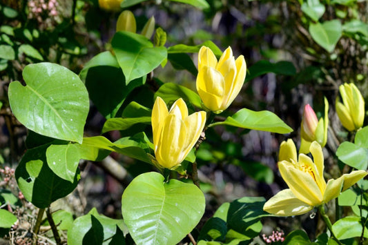 Yellow Bird Magnolia – Live Deciduous Tree | 6–12 Inches Tall | 3 Inch Pot | Canary Yellow Flowers | Hardy Ornamental Tree
