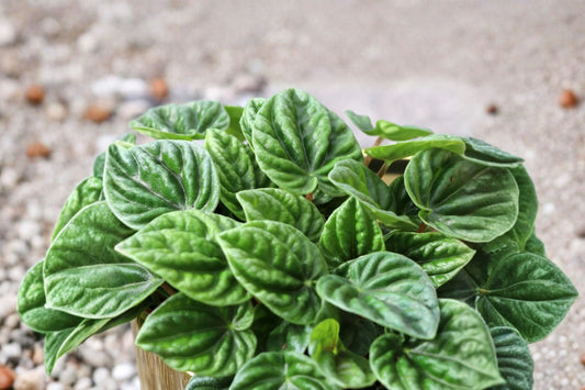 Peperomia Caperata ‘Silver Ripple’ – Live Houseplant | 6 Inches Tall | 4 Inch Pot | Silver Ripple Foliage | Compact Indoor Plant