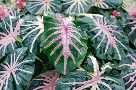 2 Bicolor Colocasia – Live Elephant Ear Plants | 5–7 Inches Tall | Tropical Taro Foliage | Patio & Garden Plants | Ships Without Pot