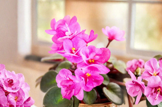 Pink African Violet – Live Starter Plant | 2 Inch Mini Pot | Miniature Flowering Houseplant | Terrarium & Fairy Garden Plant