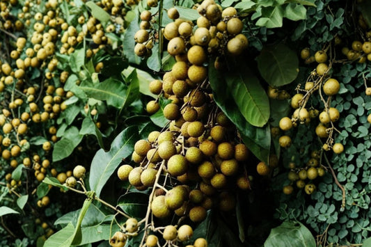 Longan Tree – Dimocarpus Longan Dragon Eye Live Fruit Tree | 12 Inches Tall | Includes Pot | Tropical Evergreen Fruit Plant | Edible Garden