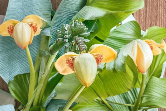2 Hardy Banana Musa Basjoo – Live Starter Plug Plants | Cold Hardy Tropical Banana | Fast Growing Ornamental Foliage Plants