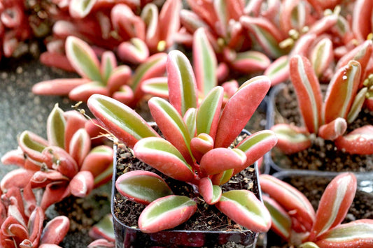 Ruby Glow Peperomia – Peperomia Graveolens Live Plant | 4 Inch Pot | Red Purple Succulent-Like Houseplant | Indoor Collector Plant