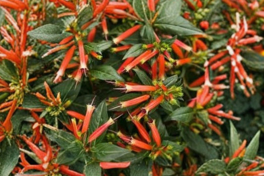 2 Cuphea ‘Big Cigar’ – Live Flowering Plants | 4–6 Inches Tall | Tubular Flowers | Ornamental Patio & Garden Plants | Ships Without Pot
