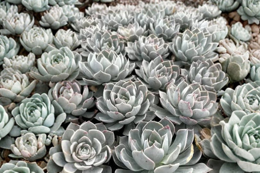 Echeveria Setosa ‘Rondelli’ – Live Rare Succulent | 4 Inch Cluster | Korean Succulent Plant | Bare Root Rosette | Collector Houseplant
