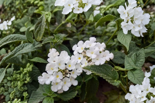 Lantana ‘Trailing White’ – Live Plant Plug | 1–3 Inches Tall | White Flowering Perennial | Trailing Ground Cover | Butterfly & Container Plant